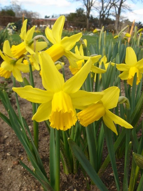 Narcissus cyclamineus 'February Gold' PB 10